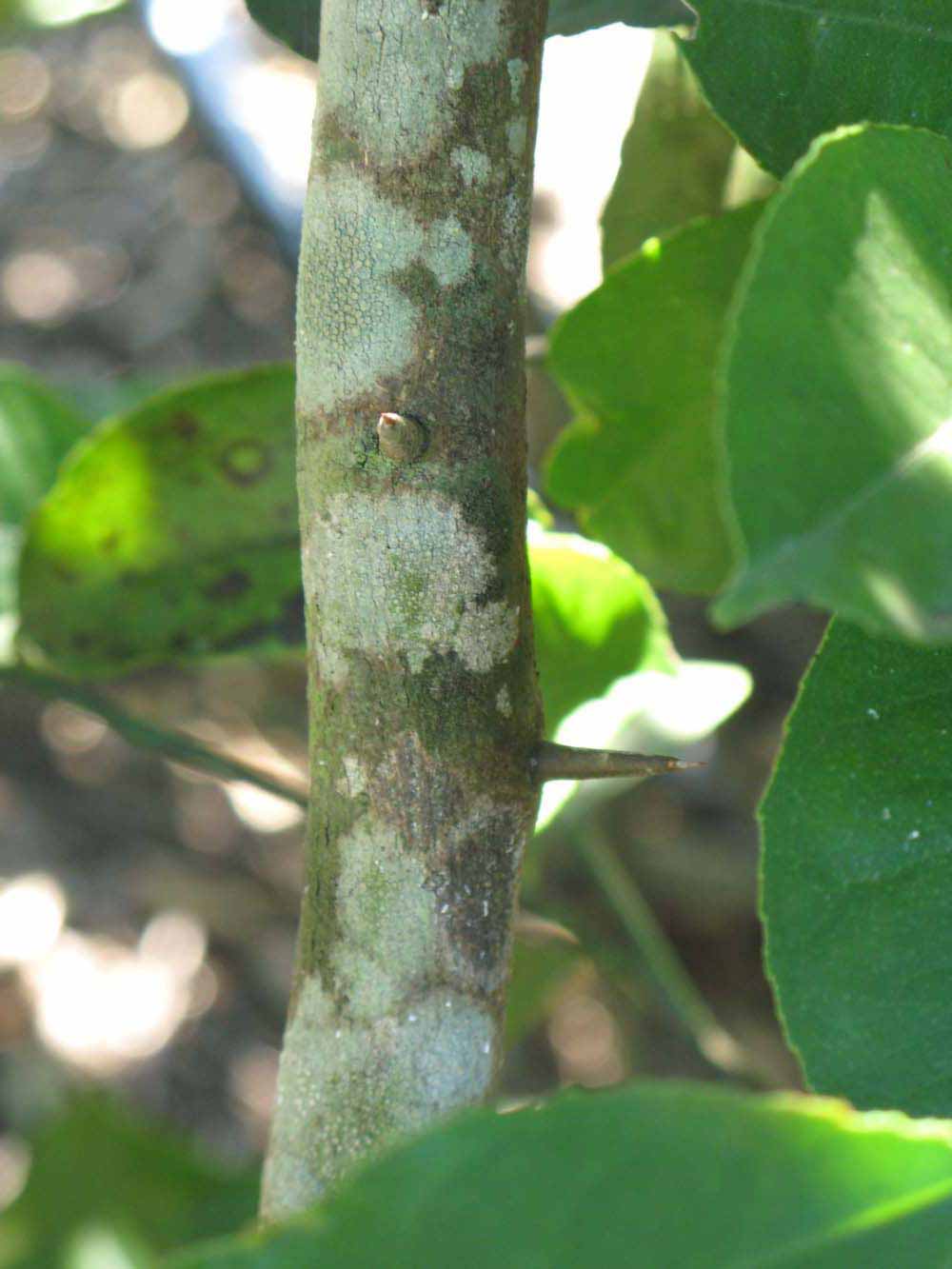              Second - third year twig (Winter Haven, FL)       